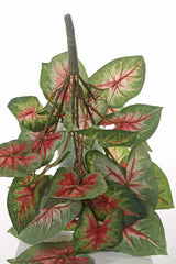 Caladium Plant, Vital Greens, H40cm
