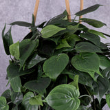 Philodendron Giant Hanger, 91cm