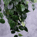 Philodendron Giant Hanger, 91cm