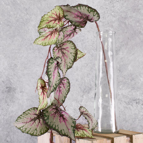 Faux Begonia Rex, 111cm, Red / Green