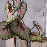 Faux Begonia Rex, 111cm, Red / Green