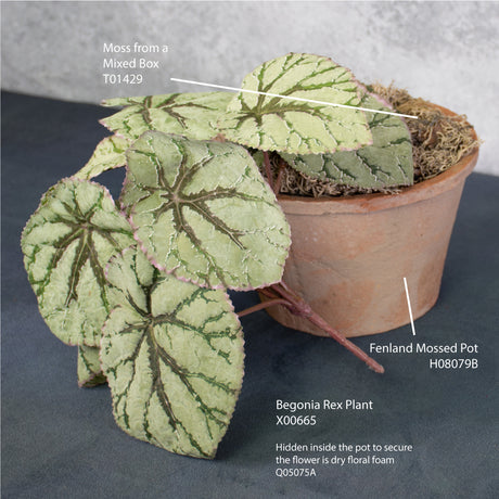 Begonia Rex Plant 25cm