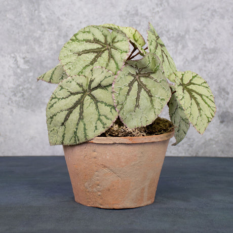 Begonia Rex Plant 25cm