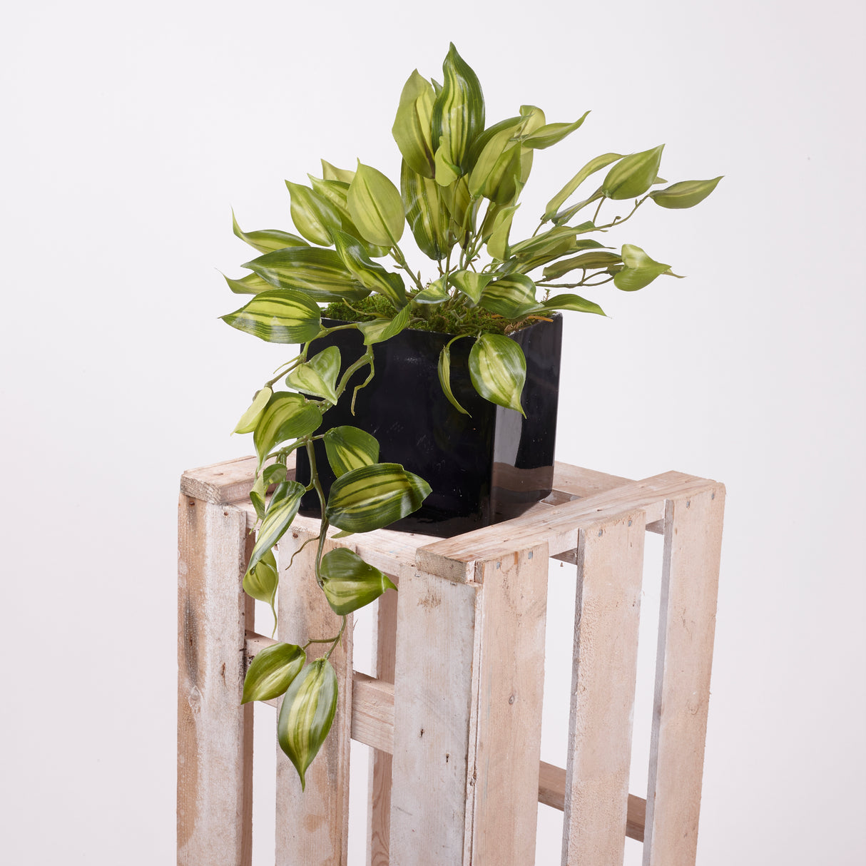 Vanilla planifolia, variegated Green Leaves, 45cm Diameter