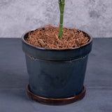 A faux Allocasia plant in an airforce blue pot, focusing on the plant plug and pot detail