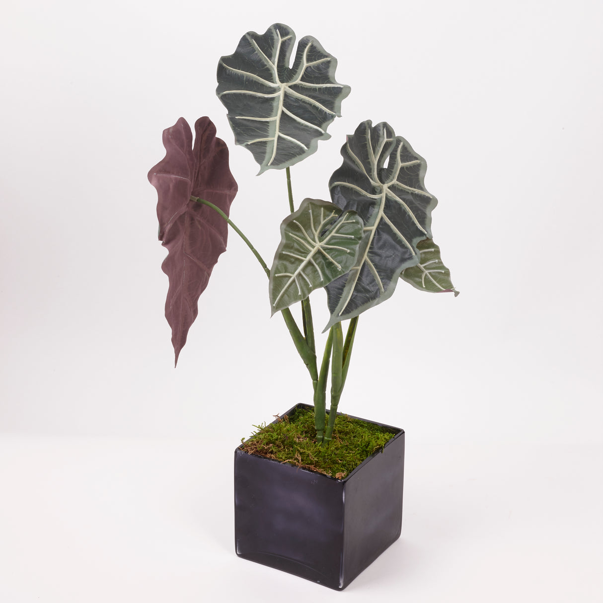 Alocasia "Polly", Artificial, 75cm