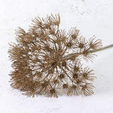 Allium grande, Brown, 80cm