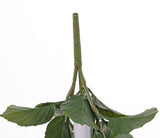 Hydrangea Plant, Artificial, Cream, 43cm, UV