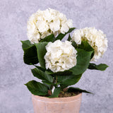 Hydrangea Plant, Cream, 43cm, Faux, UV