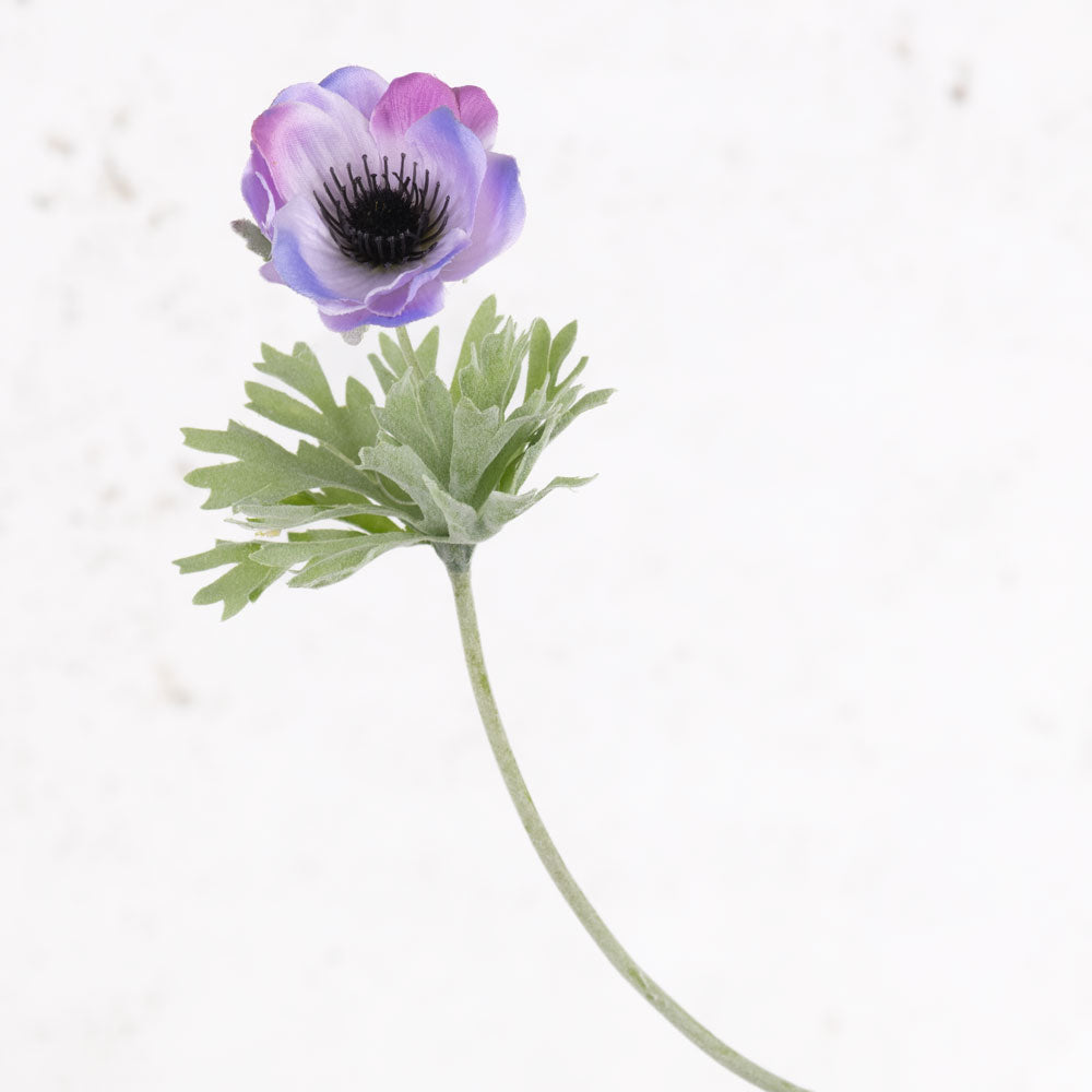Anemone Lisa, Lilac, 7cm x 32cm