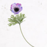 Anemone Lisa, Lilac, 7cm x 32cm