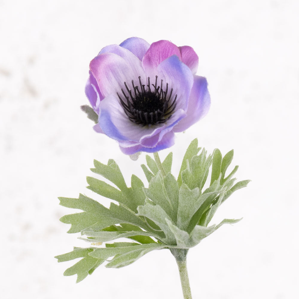 Anemone Lisa, Lilac, 7cm x 32cm