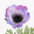 Anemone Lisa, Lilac, 7cm x 32cm