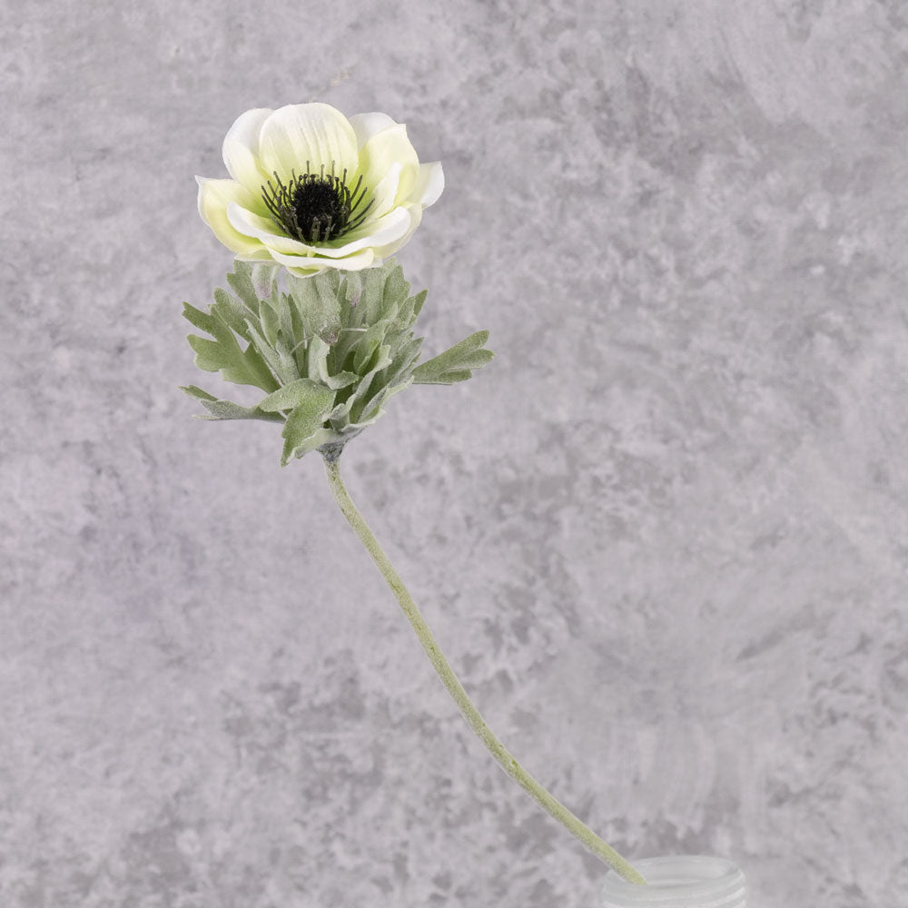 Anemone Mia, White, 11cm x 43cm