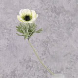 Anemone Mia, White, 11cm x 43cm