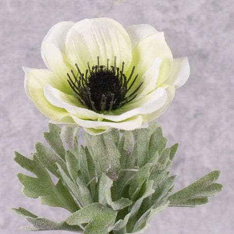 Anemone Mia, White, 11cm x 43cm