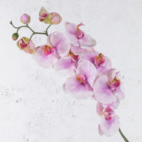 Phalaenopsis, White Rose, 102cm