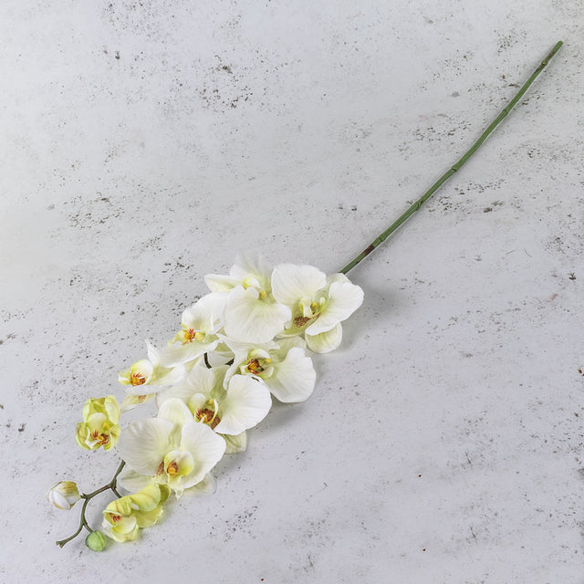 Phalaenopsis, White Green, 102cm