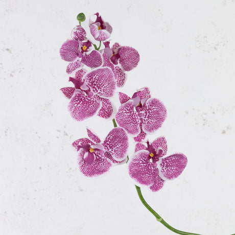 Phalaenopsis Orchid, Violet