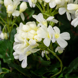 Geranium (Austrian), White, 40cm