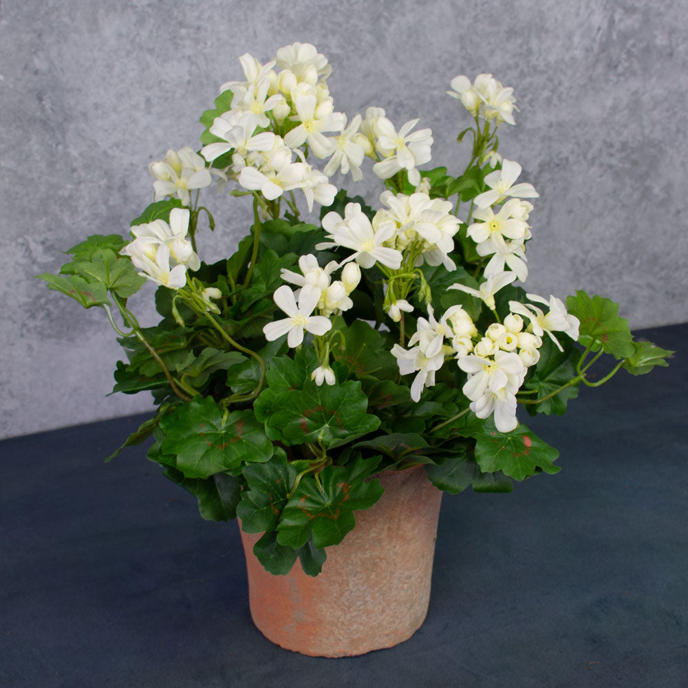 Geranium (Austrian), White, 40cm