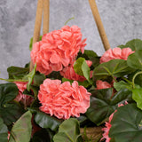 French Geranium, Pink, Trailing, 70cm