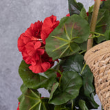 French Geranium, Red, Trailing, 70cm