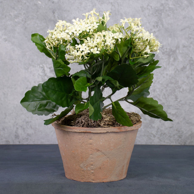 Kalanchoe Bush, 34cm