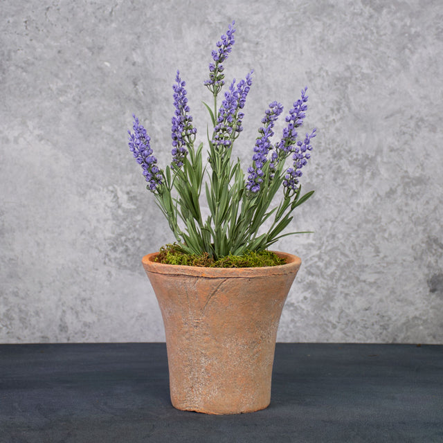 Lavender Plant, 35cm, UV, FR