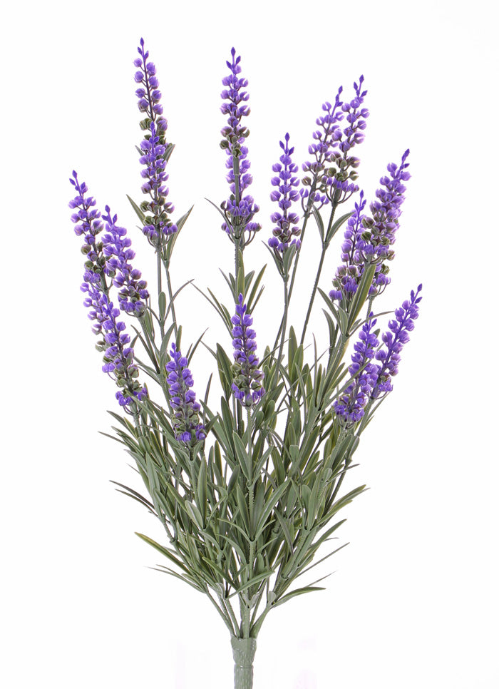 Lavendel Bush (Lavender)