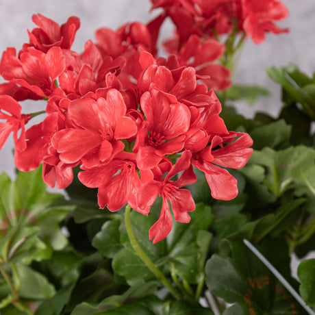 Pelargonium, Red, 40cm UV Safe