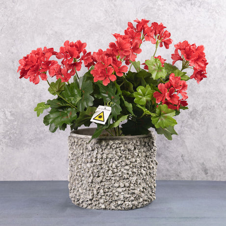 Pelargonium, Red, 40cm UV Safe