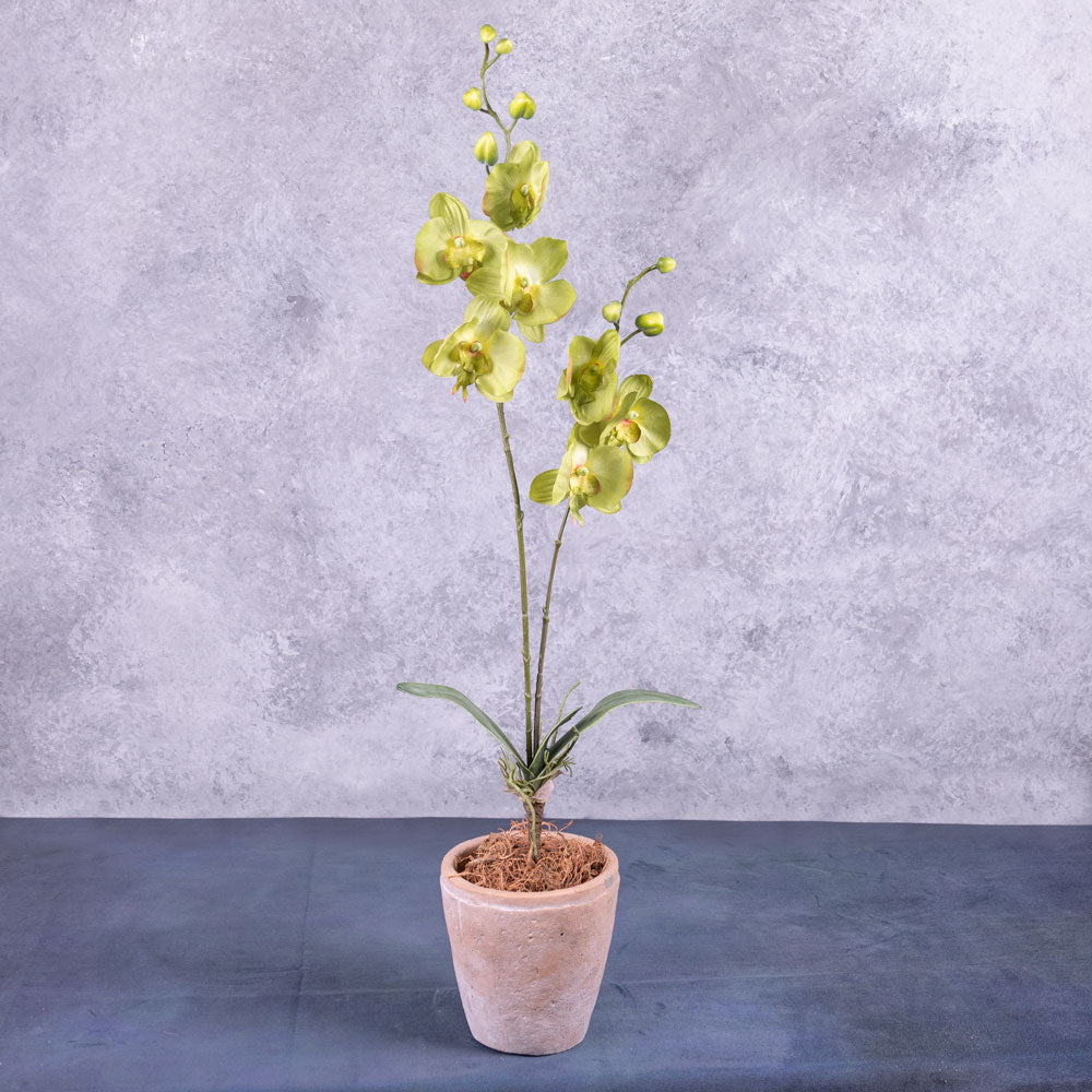 aenopsis Plant, Green, 75cm