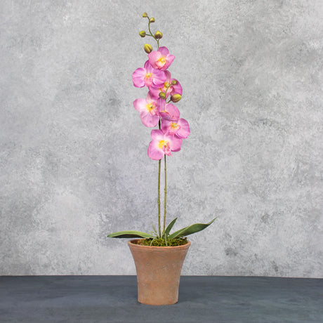 Phalaenopsis Plant, Lilac, 75cm