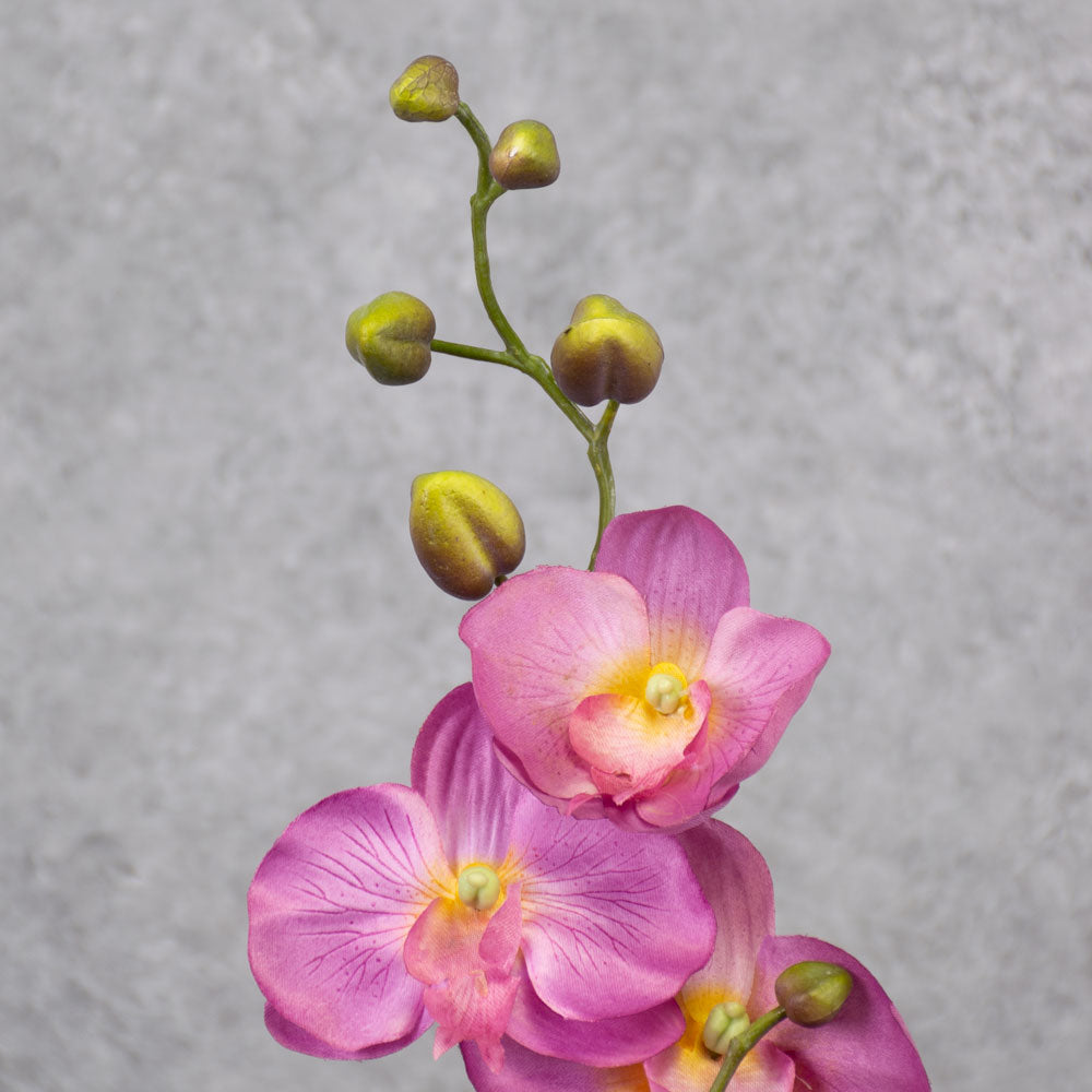 Phalaenopsis Plant, Lilac, 75cm