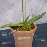 Phalaenopsis Plant, White/Pink, 75cm