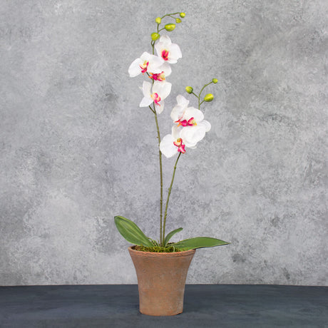 Phalaenopsis Plant, White/Pink, 75cm