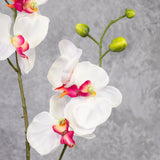 Phalaenopsis Plant, White/Pink, 75cm