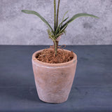 aenopsis Plant, Green, 75cm