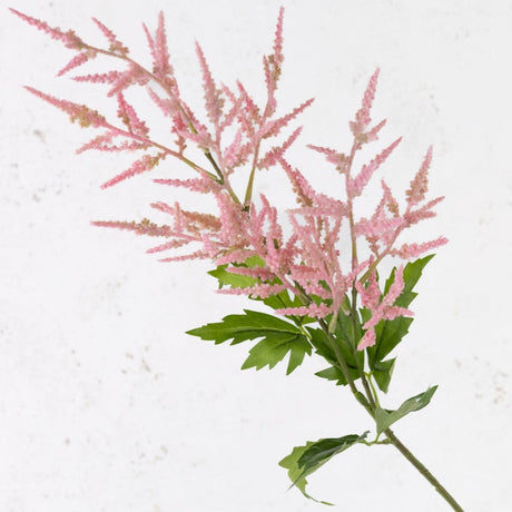 Astilbe, Pink, 90cm