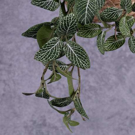 Fittonia Bush, 50cm, FR, UV