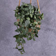 Fittonia Bush, 50cm, FR, UV