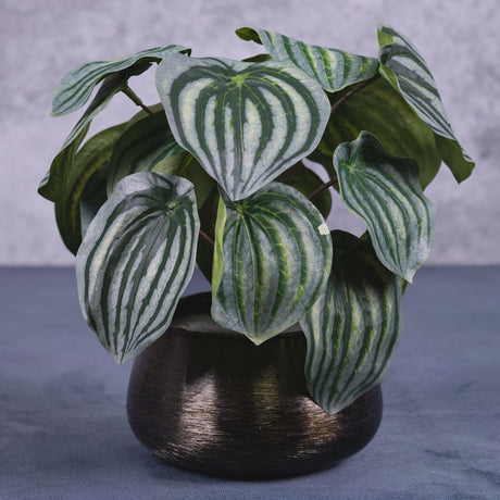 Peperomia Argyreia, 25cm