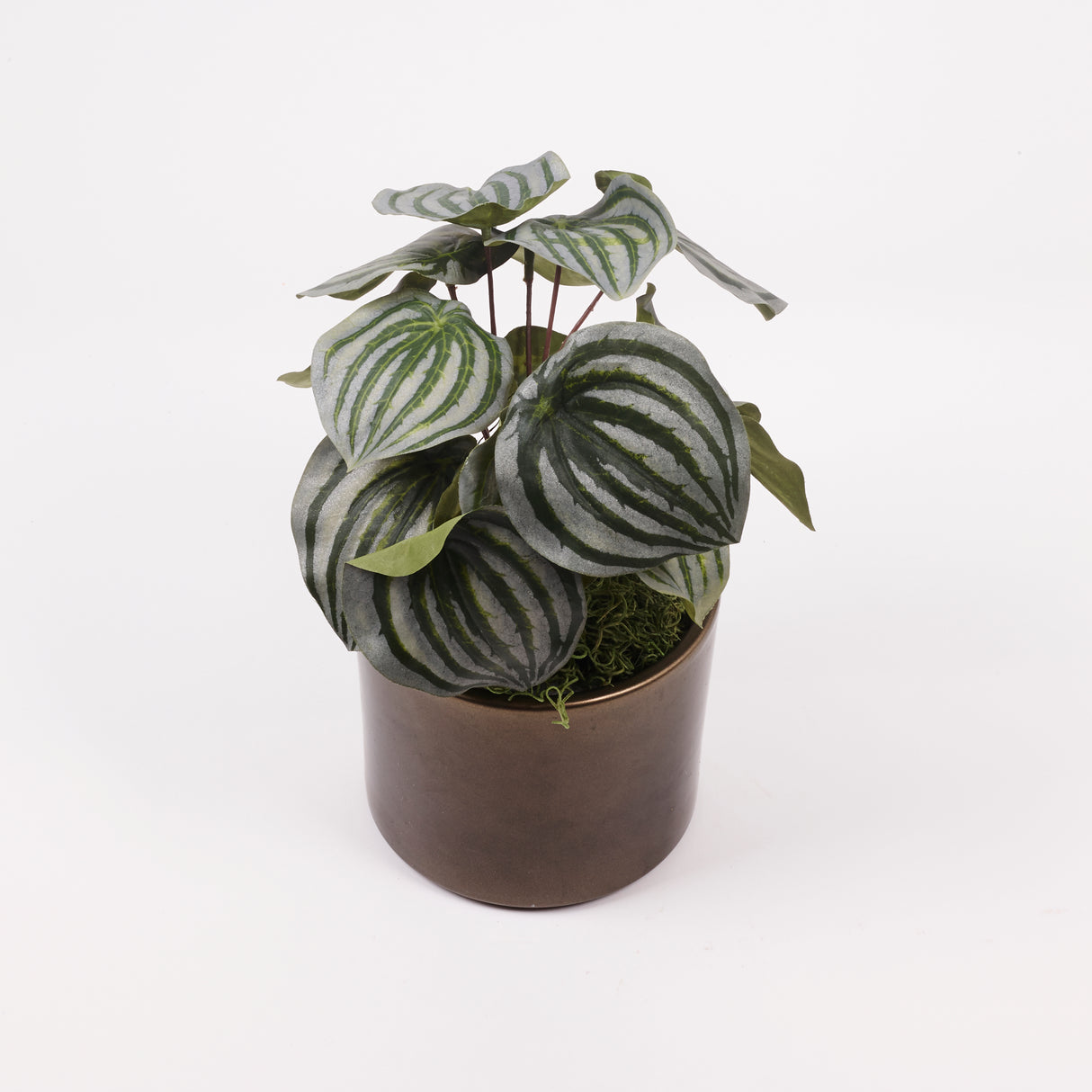 Peperomia Argyreia, Artificial, 25cm