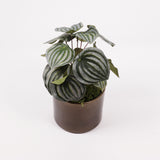 Peperomia Argyreia, Artificial, 25cm