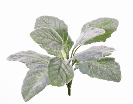 Silver Sage