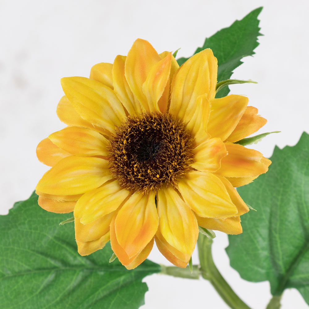 Sunflower, Helianthus, 35cm
