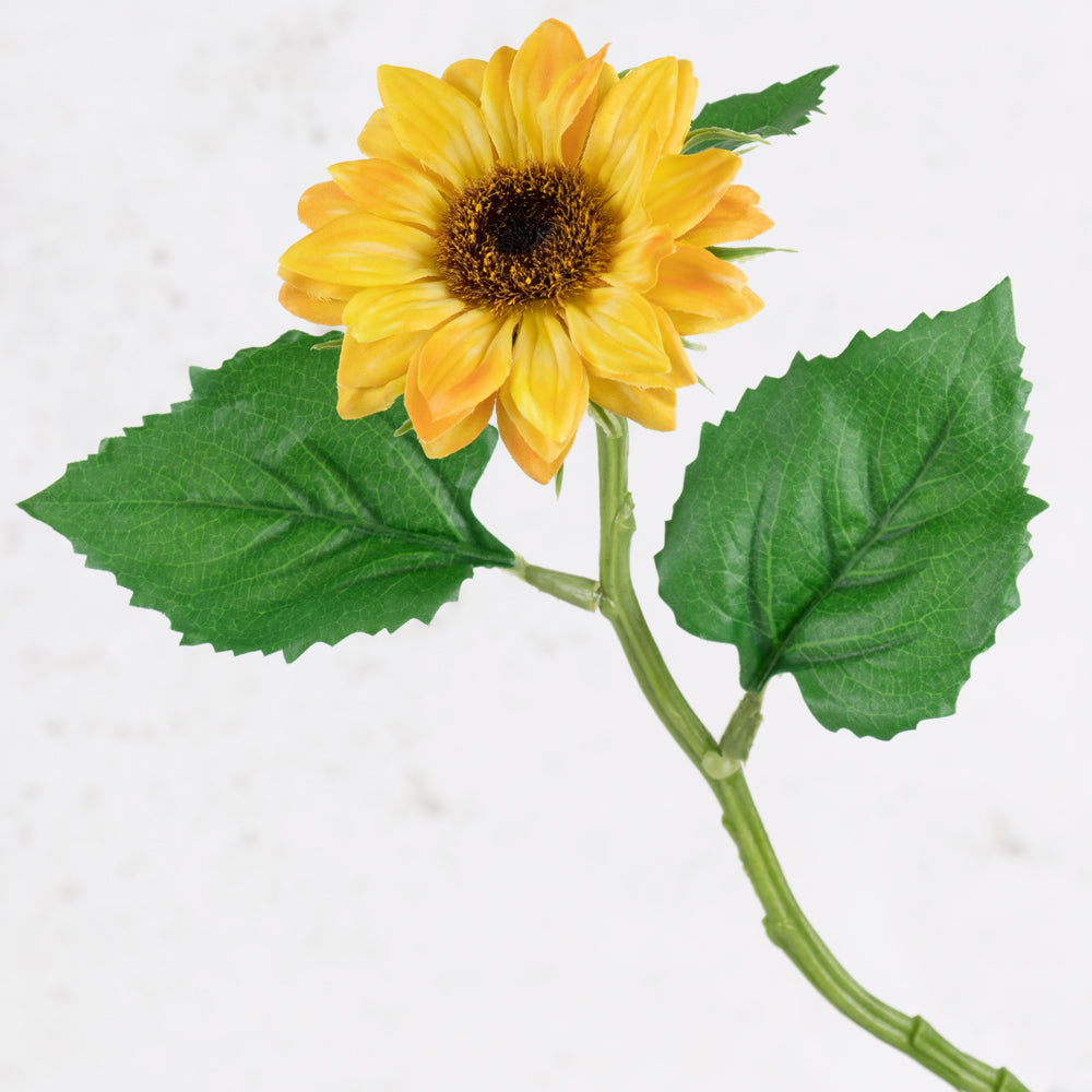 Sunflower, Helianthus, 35cm