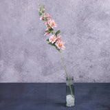 Hollyhock, Spring Dream, Light Pink, 87cm