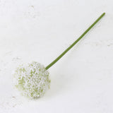 Allium grande, White, 76cm